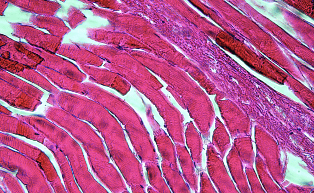 Muscle Cells